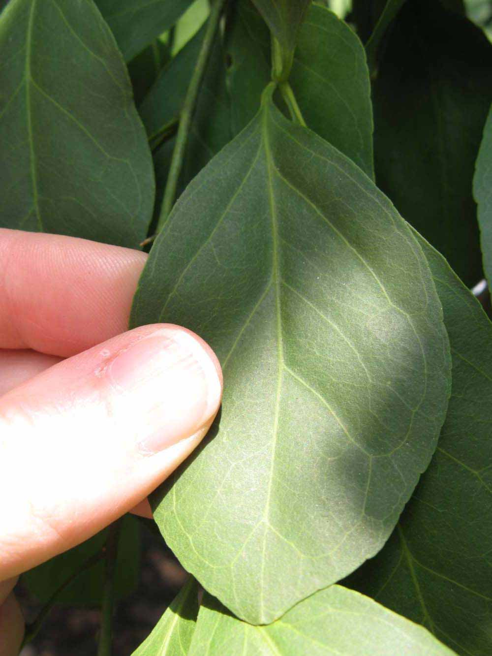              Leaflet (Nigerian Powder Flask, Winter Haven, FL)       